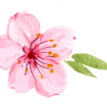 La última flor