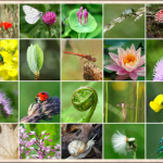 Conservación de la biodiversidad genética