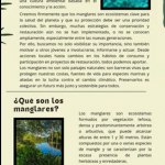 Nuestros Manglares